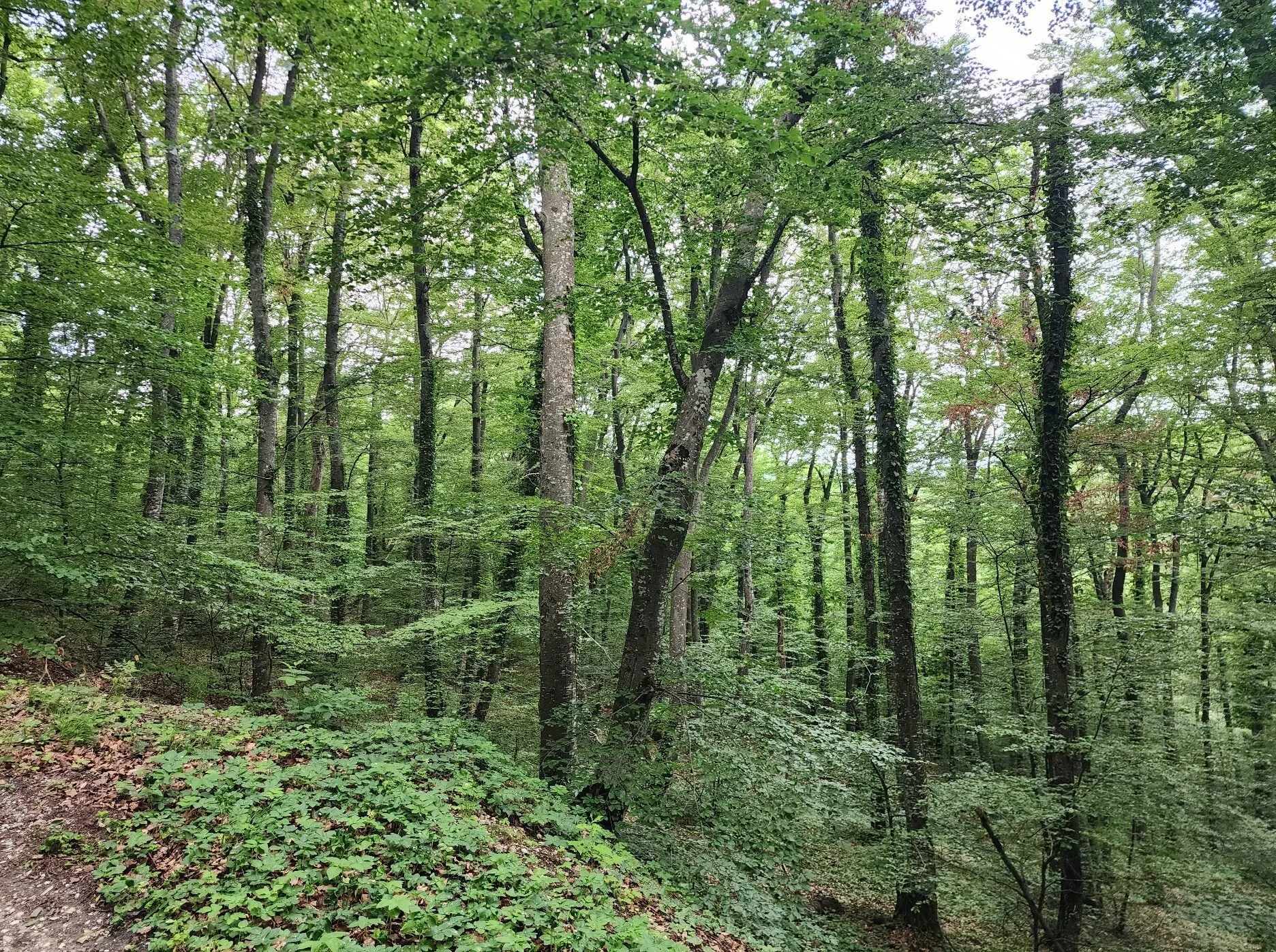 Sustainable energy and natural environment
